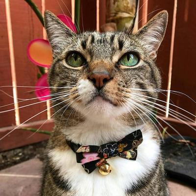 Show full view: Necoichi Japanese Kimono Bow Tie Cotton Breakaway Cat Collar with Bell, Black, 8.2 to 13.7-in neck, 2/5-in wide slide 4 of 9