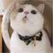 Show in main carousel: Necoichi Japanese Kimono Bow Tie Cotton Breakaway Cat Collar with Bell, Black, 8.2 to 13.7-in neck, 2/5-in wide slide 5 of 9