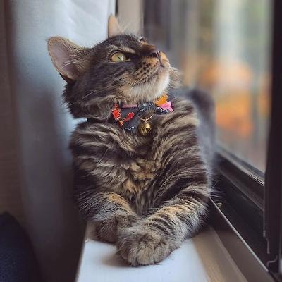 Show full view: Necoichi Japanese Kimono Bow Tie Cotton Breakaway Cat Collar with Bell, Black, 8.2 to 13.7-in neck, 2/5-in wide slide 8 of 9