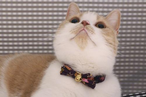 Show full view: Necoichi Japanese Kimono Bow Tie Cotton Breakaway Cat Collar with Bell, Purple, 8.2 to 13.7-in neck, 2/5-in wide slide 3 of 5