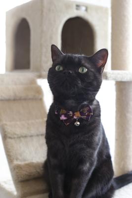 Show full view: Necoichi Japanese Kimono Bow Tie Cotton Breakaway Cat Collar with Bell, Purple, 8.2 to 13.7-in neck, 2/5-in wide slide 4 of 5