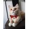 Show in main carousel: Necoichi Japanese Kimono Bow Tie Cotton Breakaway Cat Collar with Bell, Red, 8.2 to 13.7-in neck, 2/5-in wide slide 3 of 7