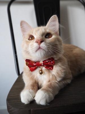 Show full view: Necoichi Japanese Kimono Bow Tie Cotton Breakaway Cat Collar with Bell, Red, 8.2 to 13.7-in neck, 2/5-in wide slide 3 of 7