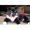 Show in main carousel: Necoichi Japanese Kimono Bow Tie Cotton Breakaway Cat Collar with Bell, Red, 8.2 to 13.7-in neck, 2/5-in wide slide 4 of 7