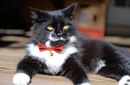 Show full view: Necoichi Japanese Kimono Bow Tie Cotton Breakaway Cat Collar with Bell, Red, 8.2 to 13.7-in neck, 2/5-in wide slide 4 of 7