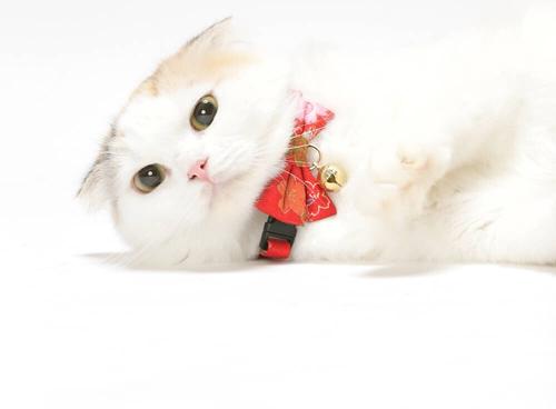 Show full view: Necoichi Japanese Kimono Bow Tie Cotton Breakaway Cat Collar with Bell, Red, 8.2 to 13.7-in neck, 2/5-in wide slide 5 of 7