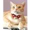 Show in main carousel: Necoichi Japanese Kimono Bow Tie Cotton Breakaway Cat Collar with Bell, Red, 8.2 to 13.7-in neck, 2/5-in wide slide 6 of 7