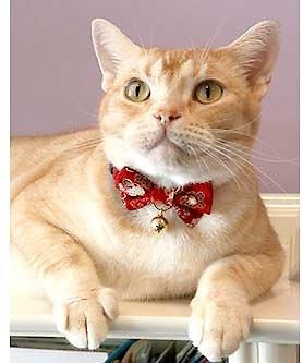 Show full view: Necoichi Japanese Kimono Bow Tie Cotton Breakaway Cat Collar with Bell, Red, 8.2 to 13.7-in neck, 2/5-in wide slide 6 of 7