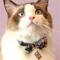 Show in main carousel: Necoichi Kabuki Charm Bow Tie Cotton Breakaway Cat Collar with Bell, Navy, 8.2 to 13.7-in neck, 2/5-in wide slide 8 of 9