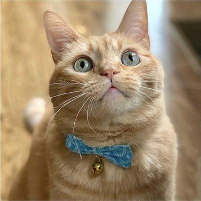 Show full view: Necoichi Kiku Ribbon Bow Tie Cotton Breakaway Cat Collar with Bell, Baby Blue, 8.2 to 13.7-in neck, 2/5-in wide slide 9 of 11