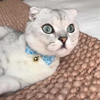 Show full view: Necoichi Kiku Ribbon Bow Tie Cotton Breakaway Cat Collar with Bell, Baby Blue, 8.2 to 13.7-in neck, 2/5-in wide slide 10 of 11