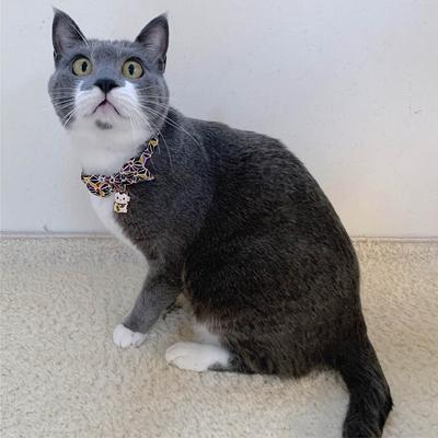 Show full view: Necoichi Lucky Charm Bow Tie Cotton Breakaway Cat Collar with Bell, Black, 8.2 to 13.7-in neck, 2/5-in wide slide 7 of 9