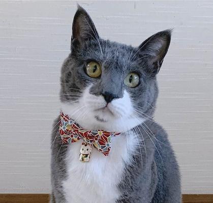 Show full view: Necoichi Lucky Charm Bow Tie Cotton Breakaway Cat Collar with Bell, Red, 8.2 to 13.7-in neck, 2/5-in wide slide 4 of 10