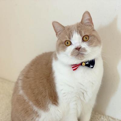 Show full view: Necoichi My Cat for President Cotton Breakaway Cat Collar with Bell, 8.2 to 13.7-in neck, 2/5-in wide slide 9 of 9