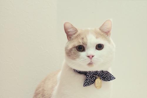 Show full view: Necoichi Ninja Cotton Breakaway Cat Collar with Bell, Navy, 8.2 to 13.7-in neck, 2/5-in wide slide 6 of 8