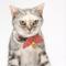 Show in main carousel: Necoichi Ninja Cotton Breakaway Cat Collar with Bell, Red, 8.2 to 13.7-in neck, 2/5-in wide slide 6 of 10
