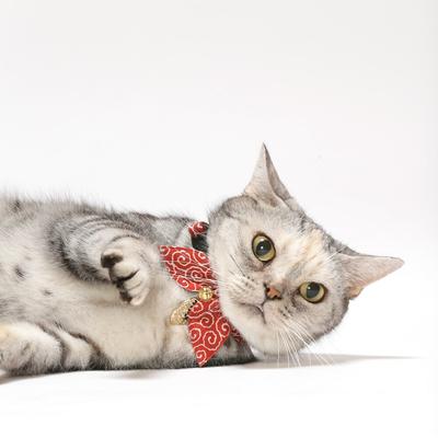 Show full view: Necoichi Ninja Cotton Breakaway Cat Collar with Bell, Red, 8.2 to 13.7-in neck, 2/5-in wide slide 7 of 10