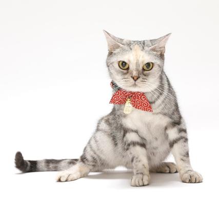Show full view: Necoichi Ninja Cotton Breakaway Cat Collar with Bell, Red, 8.2 to 13.7-in neck, 2/5-in wide slide 8 of 10