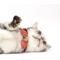 Show in main carousel: Necoichi Ninja Cotton Breakaway Cat Collar with Bell, Red, 8.2 to 13.7-in neck, 2/5-in wide slide 9 of 10