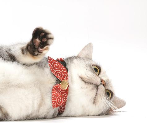 Show full view: Necoichi Ninja Cotton Breakaway Cat Collar with Bell, Red, 8.2 to 13.7-in neck, 2/5-in wide slide 9 of 10