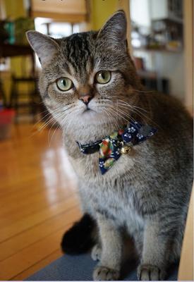 Show full view: Necoichi Oribon Kimono Bow Tie Cotton Breakaway Cat Collar with Bell, Blue, 8.2 to 13.7-in neck, 2/5-in wide slide 3 of 5