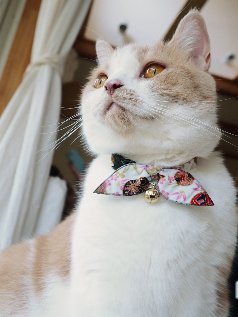 Necoichi Oribon Kimono Bow Tie Cotton Breakaway Cat Collar with Bell
