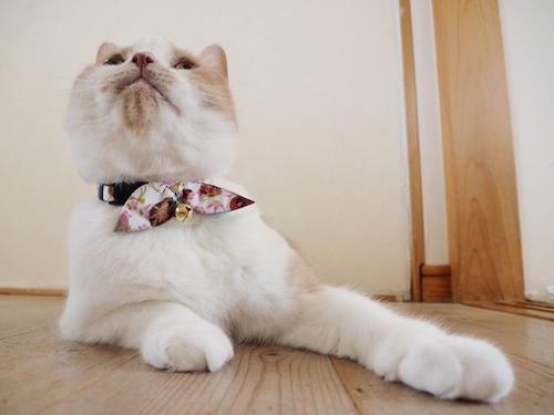 Show full view: Necoichi Oribon Kimono Bow Tie Cotton Breakaway Cat Collar with Bell, White, 8.2 to 13.7-in neck, 2/5-in wide slide 3 of 7