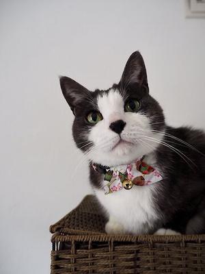 Show full view: Necoichi Oribon Kimono Bow Tie Cotton Breakaway Cat Collar with Bell, White, 8.2 to 13.7-in neck, 2/5-in wide slide 5 of 7