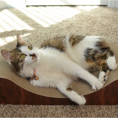 Necoichi Necoichi Premium Comfort Curved Cat Lounger, Dark Cherry, Large