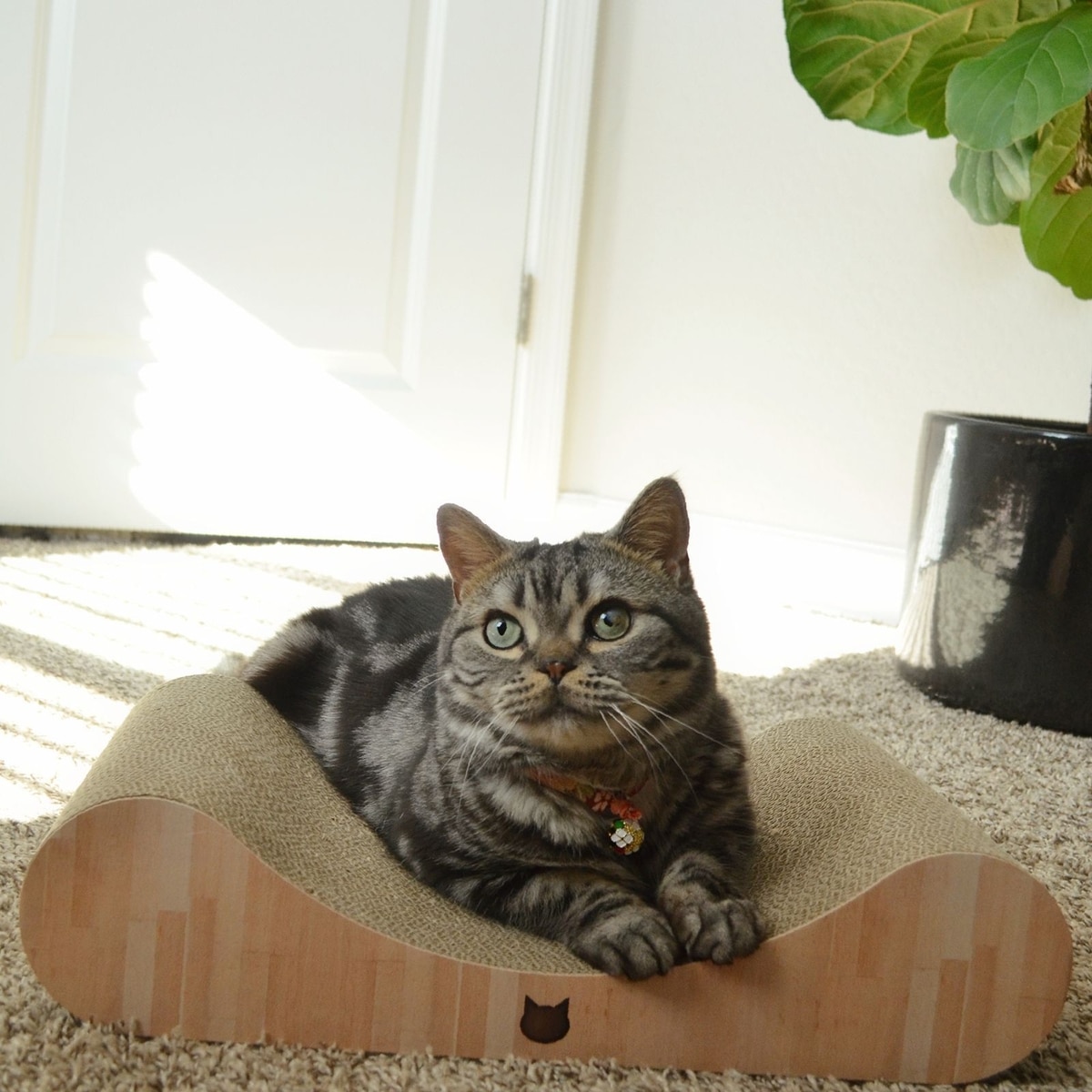 NECOICHI Premium Comfort Curved Cat Lounger, Oak, Medium - Chewy.com