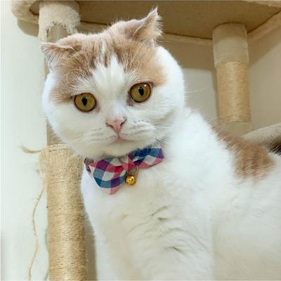 Show full view: Necoichi Purrfect Picnic Bow Tie Cotton Breakaway Cat Collar with Bell, Blue, One Size: 8.2 to 13.7-in neck, 1/2-in wide slide 6 of 8