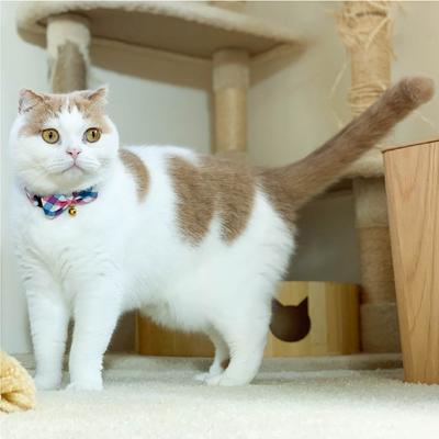 Show full view: Necoichi Purrfect Picnic Bow Tie Cotton Breakaway Cat Collar with Bell, Blue, One Size: 8.2 to 13.7-in neck, 1/2-in wide slide 7 of 8