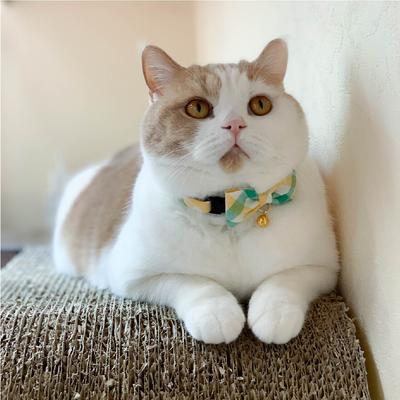 Show full view: Necoichi Purrfect Picnic Bow Tie Cotton Breakaway Cat Collar with Bell, Yellow, One Size: 8.2 to 13.7-in neck, 1/2-in wide slide 6 of 8