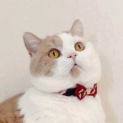 Show full view: Necoichi Regal Crown Cotton Breakaway Cat Collar with Bell, Red, 8.2 to 13.7-in neck, 2/5-in wide slide 8 of 11