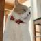 Show in main carousel: Necoichi Regal Crown Cotton Breakaway Cat Collar with Bell, Red, 8.2 to 13.7-in neck, 2/5-in wide slide 9 of 11