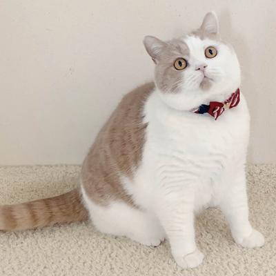 Show full view: Necoichi Regal Crown Cotton Breakaway Cat Collar with Bell, Red, 8.2 to 13.7-in neck, 2/5-in wide slide 10 of 11