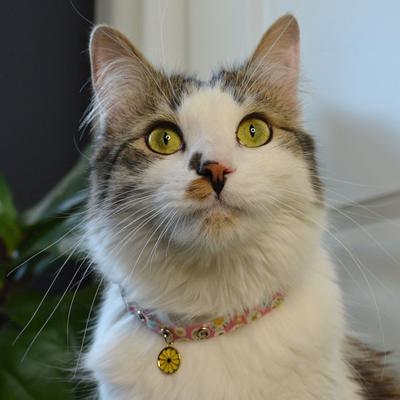 Show full view: Necoichi Sunny Blossoms Cat Collar, Pink slide 8 of 10