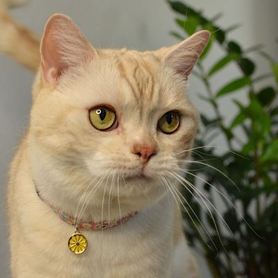 Show full view: Necoichi Sunny Blossoms Cat Collar, Pink slide 9 of 10