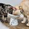 Show in main carousel: Necoichi Tilted Stress Free Raised Cat Food Bowl, 2 cup, Cat slide 7 of 10
