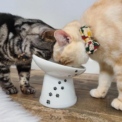 Show full view: Necoichi Tilted Stress Free Raised Cat Food Bowl, 2 cup, Cat slide 7 of 10
