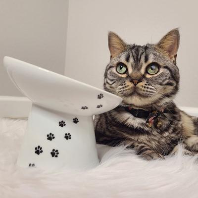 Show full view: Necoichi Tilted Stress Free Raised Cat Food Bowl, 2 cup, Cat slide 8 of 10