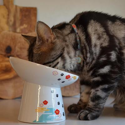 Show full view: Necoichi Tilted Stress Free Raised Cat Food Bowl, 2 cup, Fuji slide 7 of 11