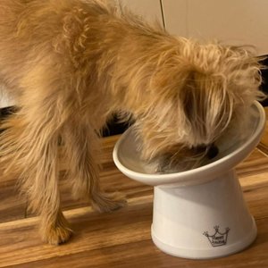 Necoichi Tilted Stress Free Raised Dog Food Bowl