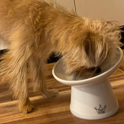 Show full view: Necoichi Tilted Stress Free Raised Dog Food Bowl slide 8 of 9