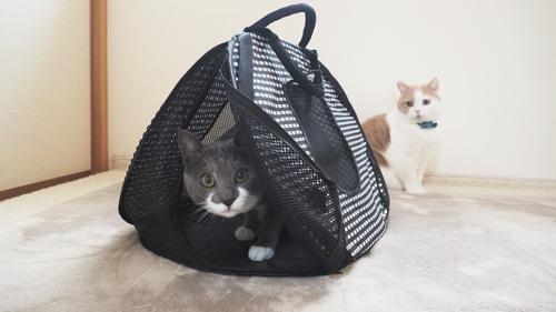 Show full view: Necoichi Ultra Light Collapsible Cat Carrier Bag slide 5 of 11