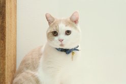 Necoichi Zen Gold Fish Charm Cotton Breakaway Cat Collar with Bell, Blue, 8.2 to 13.7-in neck, 2/5-in wide slide 2 of 4