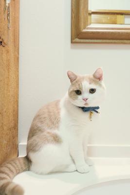 Show full view: Necoichi Zen Gold Fish Charm Cotton Breakaway Cat Collar with Bell, Blue, 8.2 to 13.7-in neck, 2/5-in wide slide 4 of 6