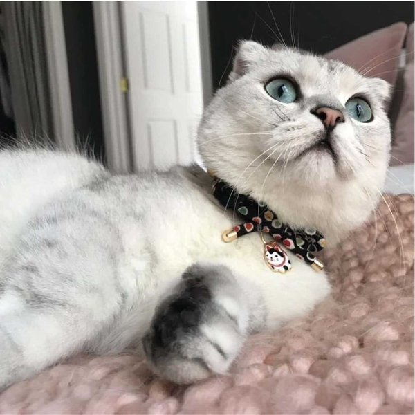 Show full view: Necoichi ZEN Hariko Charm Cotton Breakaway Cat Collar with Bell, Black, 8.2 to 13.7-in neck, 2/5-in wide slide 5 of 7