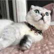 Show in main carousel: Necoichi ZEN Hariko Charm Cotton Breakaway Cat Collar with Bell, Black, 8.2 to 13.7-in neck, 2/5-in wide slide 5 of 7