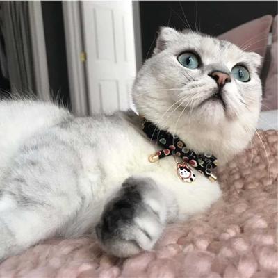 Show full view: Necoichi ZEN Hariko Charm Cotton Breakaway Cat Collar with Bell, Black, 8.2 to 13.7-in neck, 2/5-in wide slide 6 of 8